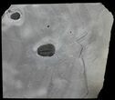Aesthetic, Double Elrathia Trilobite Plate - Utah #53766-1